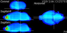 ViBrism