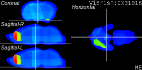ViBrism
