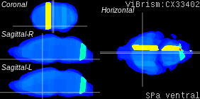 ViBrism